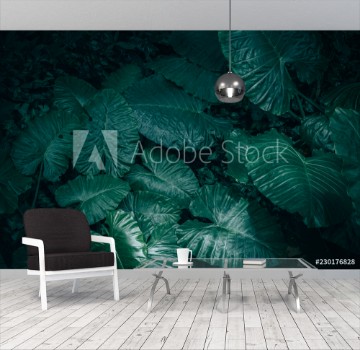 Picture of Large foliage of tropical leaf with dark green texture abstract nature background